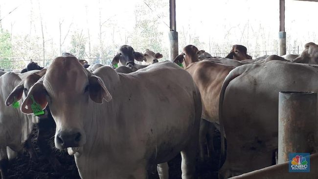 Bos Emiten Daging Jelaskan Dampak Keuntungan Program MBG